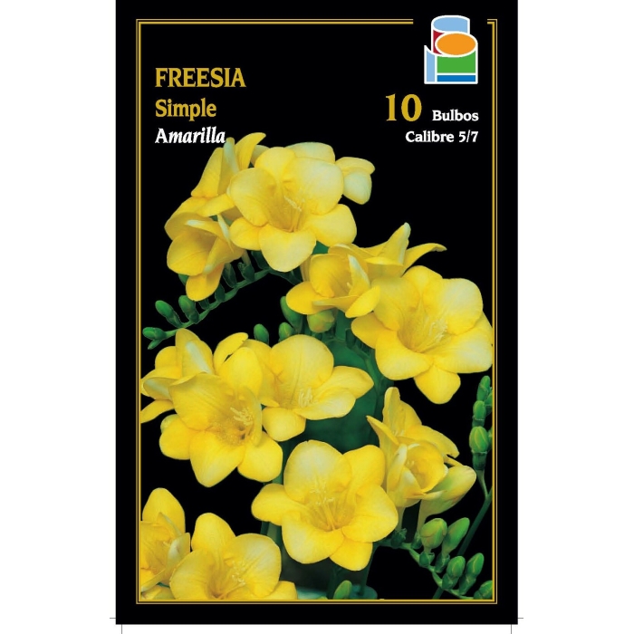 FREESIA SIMPLE AMARILLA