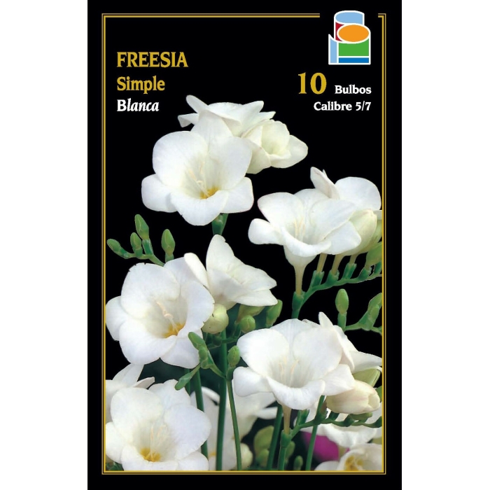 FREESIA SIMPLE BLANCO 5/6