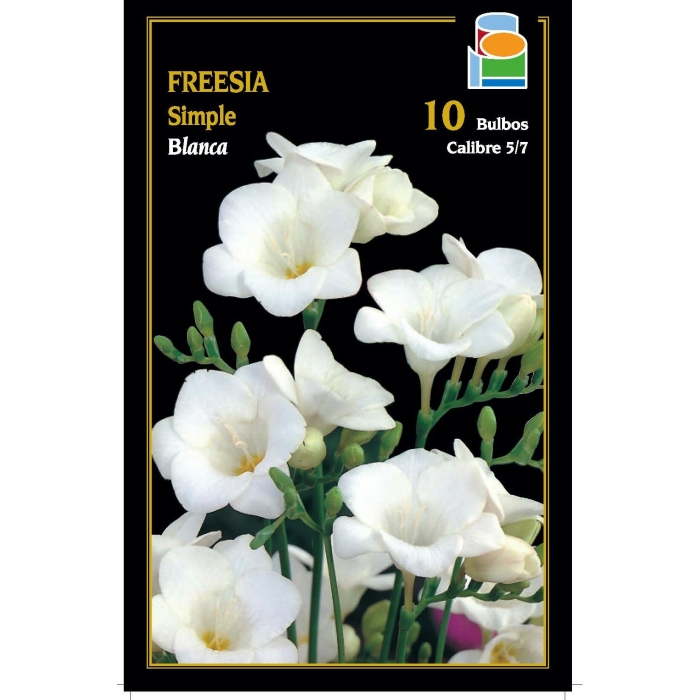 FREESIA SIMPLE BLANCA