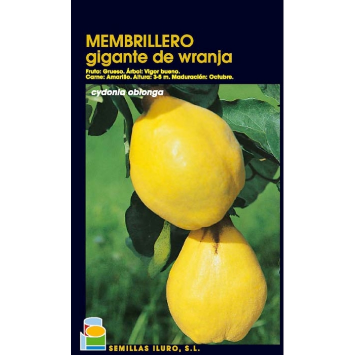 MEMBRILLERO - GIGANTE DE WRANJA