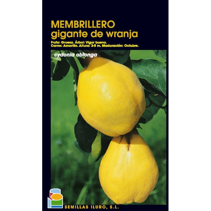 MEMBRILLERO - GIGANTE DE WRANJA
