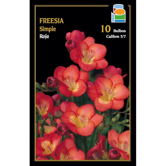 FREESIA SIMPLE ROJO 5/6