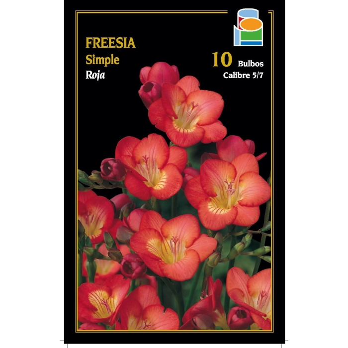 FREESIA SIMPLE ROJA