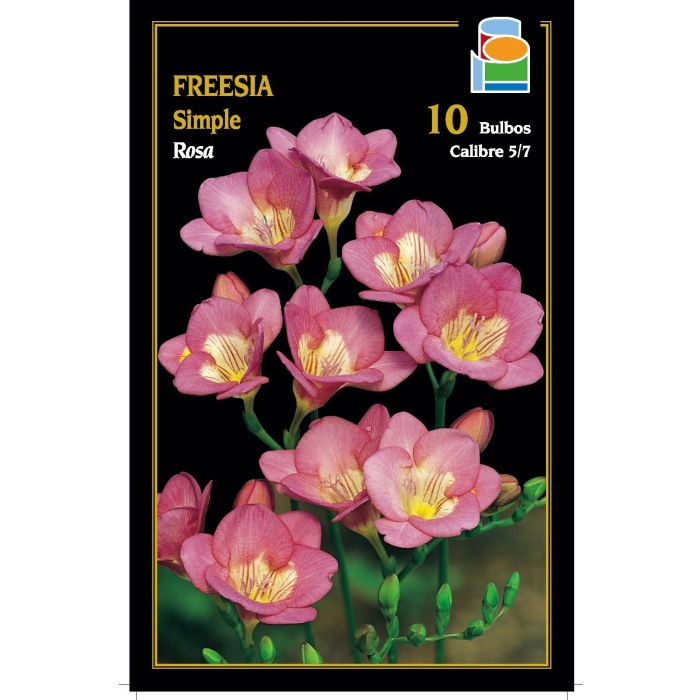 FREESIA SIMPLE ROSA