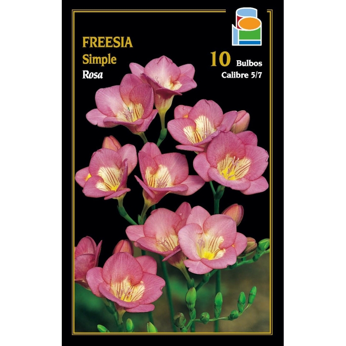 FREESIA SIMPLE ROSA 5/6