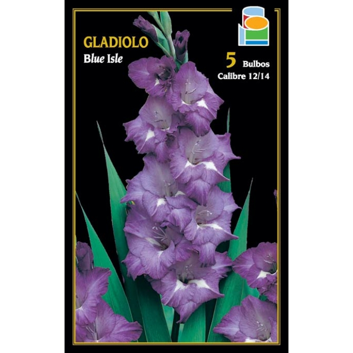 GLADIOLO BLUE ISLE