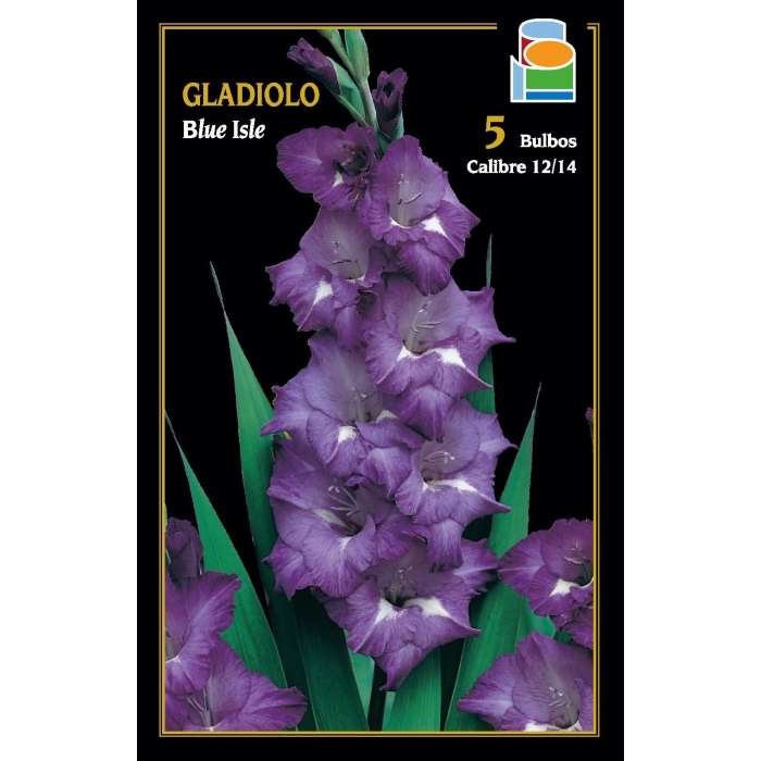 GLADIOLO BLUE ISLE