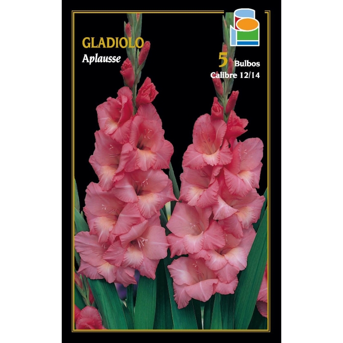 GLADIOLO APLAUSE