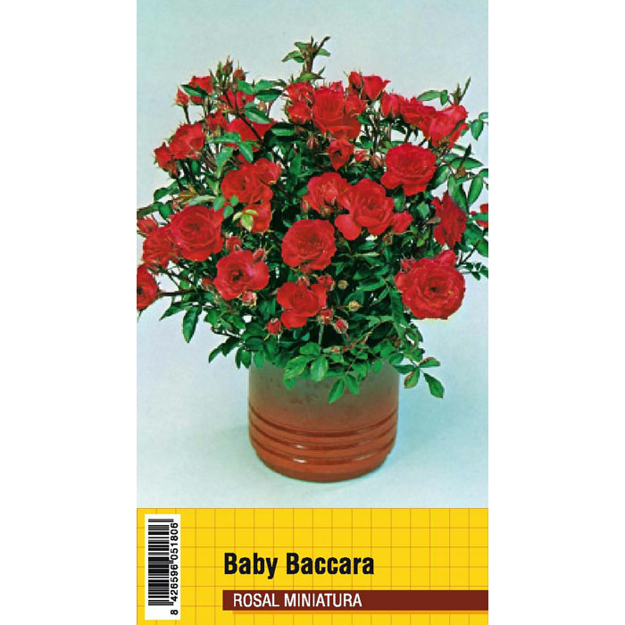 BABY BACCARA
