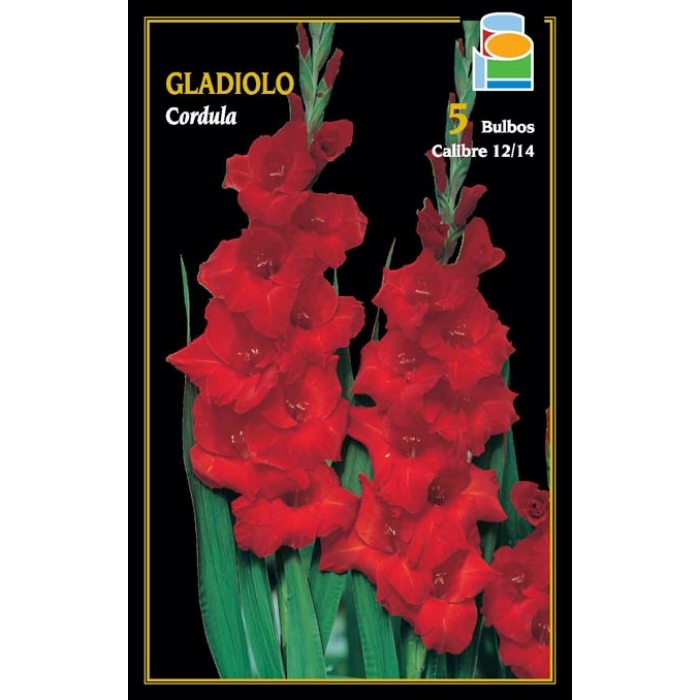 GLADIOLO CORDULA