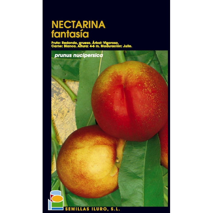 NECTARINA - FANTASÍA