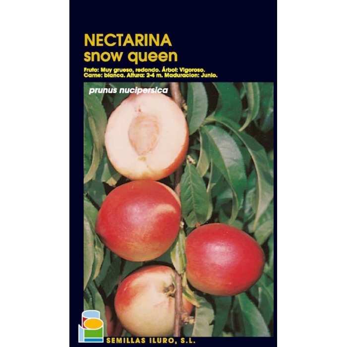 NECTARINA - SNOW QUEEN
