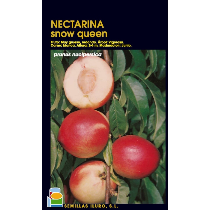 NECTARINA - SNOW QUEEN