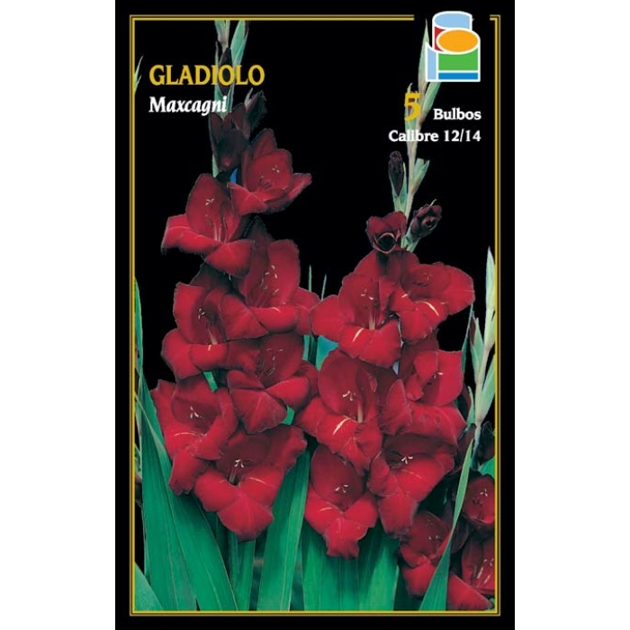 GLADIOLO MAXCAGNI