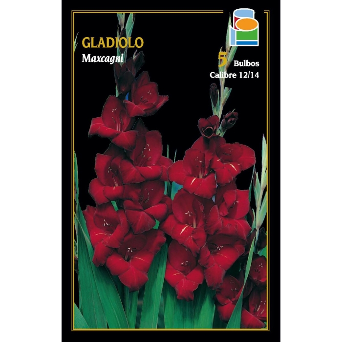 GLADIOLO MAXCAGNI