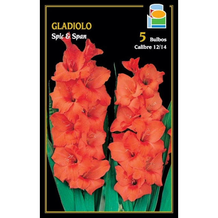 GLADIOLO SPIC AND SPAN