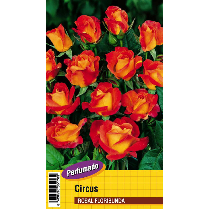 CIRCUS PERFUMADO