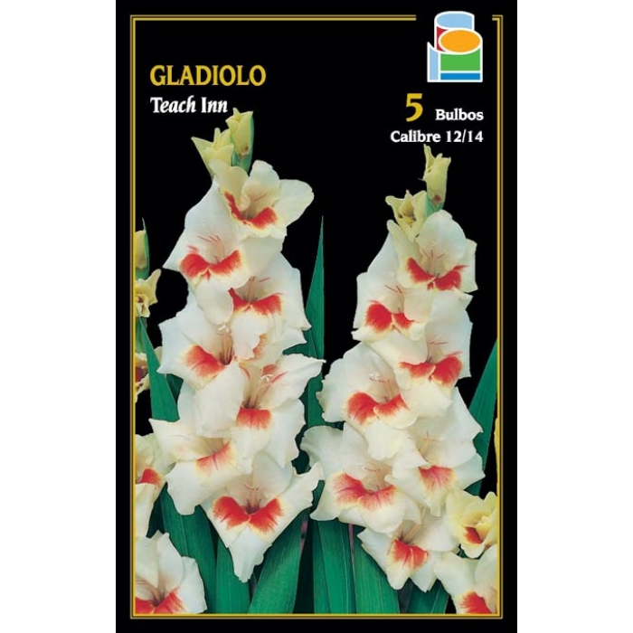GLADIOLO TEACH INN