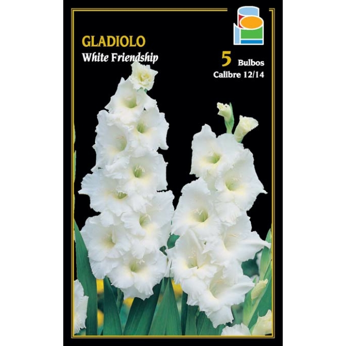 GLADIOLO WHITE FRIENDSHIP