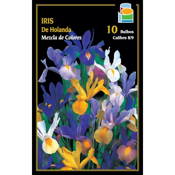 IRIS HOLLANDICA MEZCLA