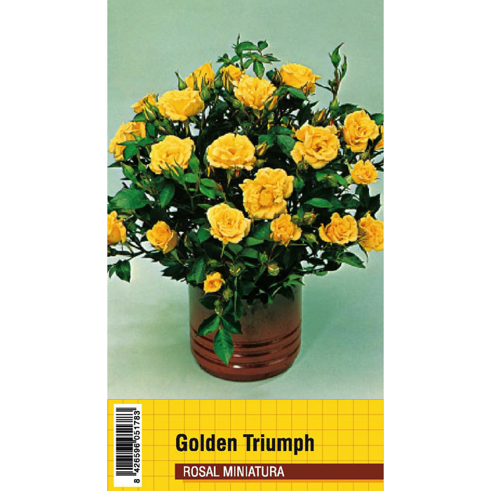 GOLDEN TRIUMPH