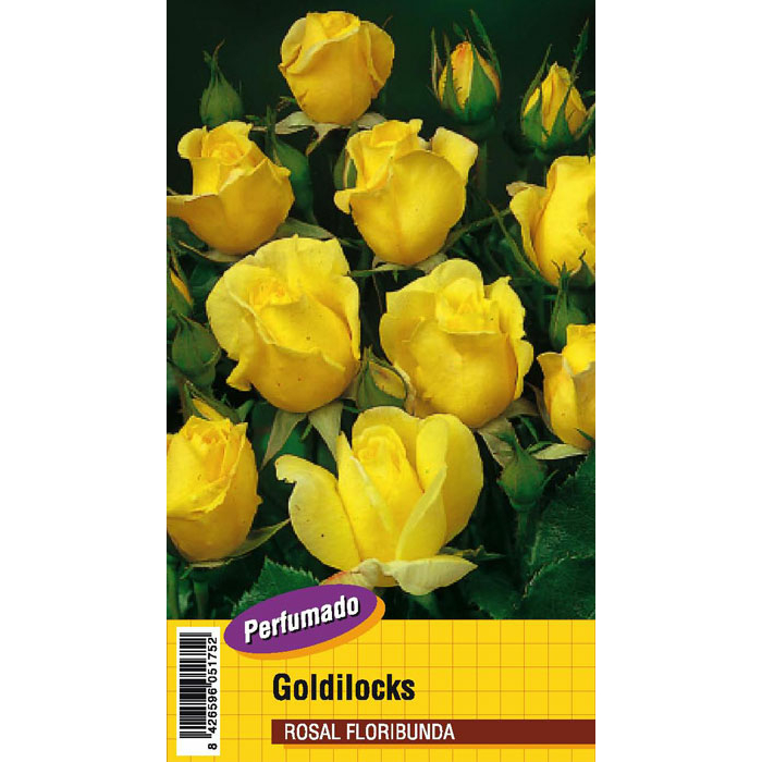 GOLDILOCKS PERFUMADO
