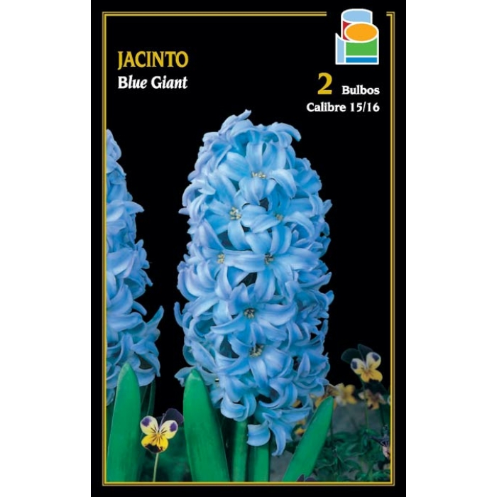 JACINTO BLUE GIANT