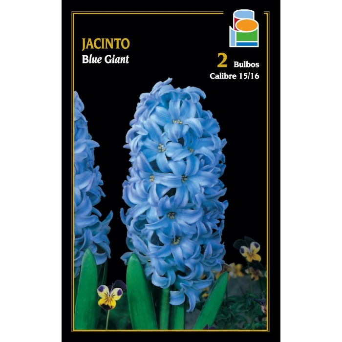 JACINTOS BLUE GIANT