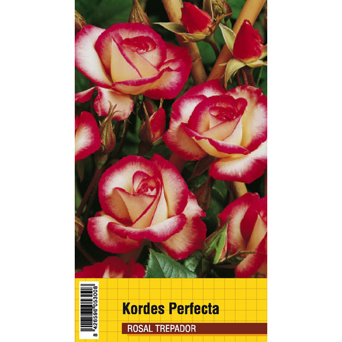 KORDES PERFECTA