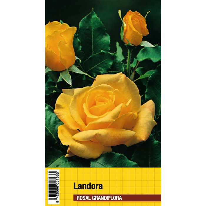LANDORA