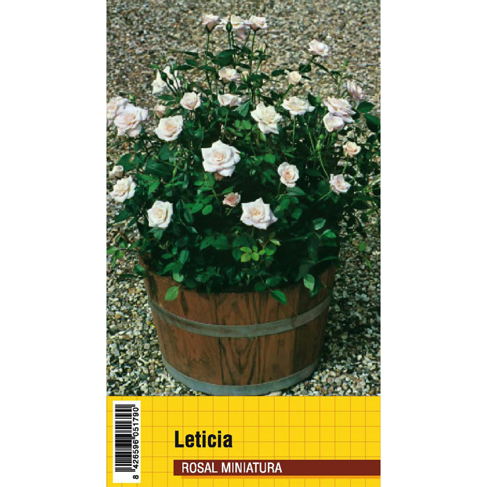 LETICIA