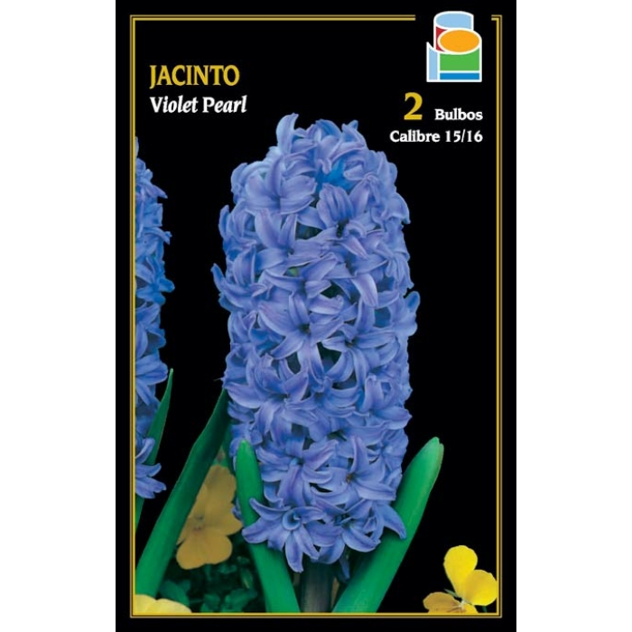 JACINTO VIOLET PEARL