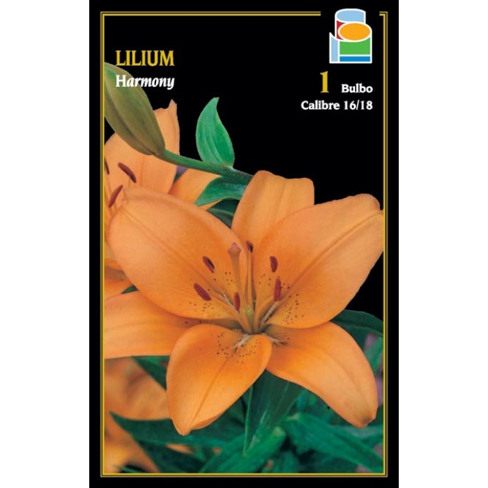 LILIUM HARMONY
