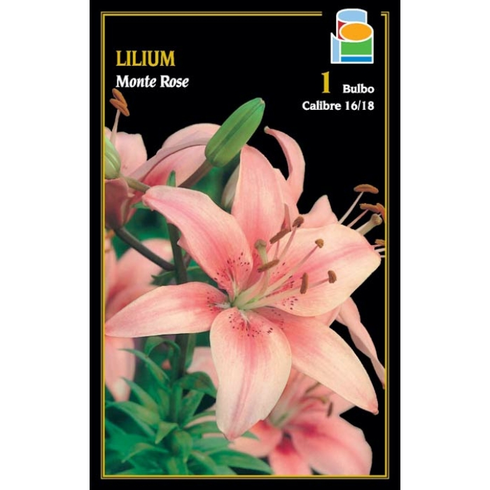 LILIUM MONTE ROSE