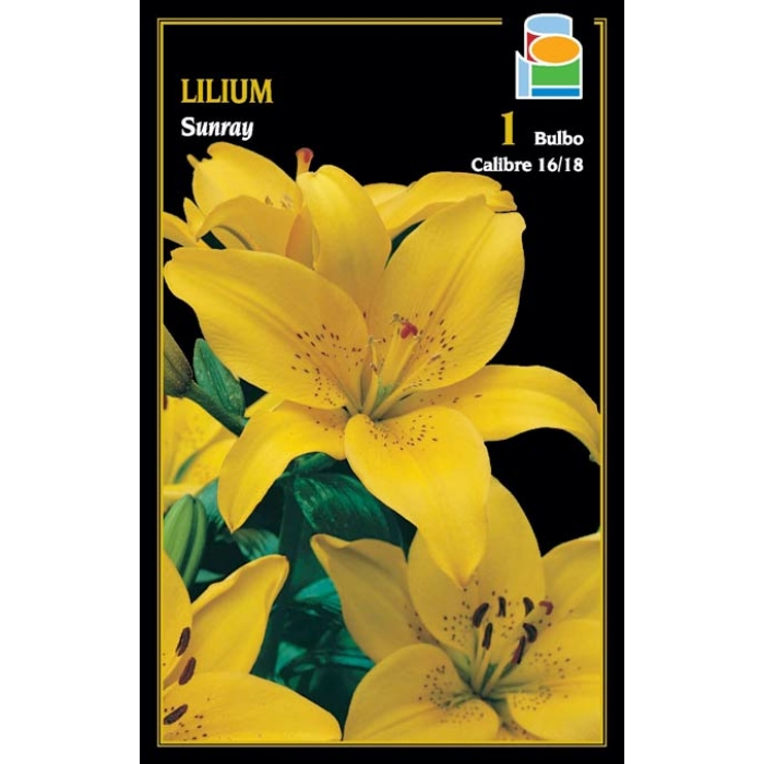 LILIUM SUNRAY