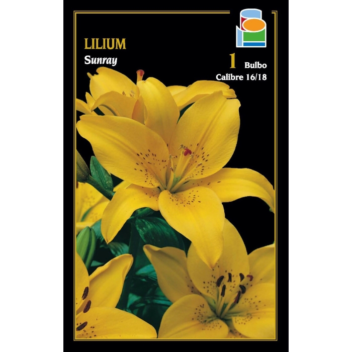 LILIUM SUNRAY