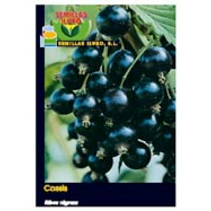 CASSIS