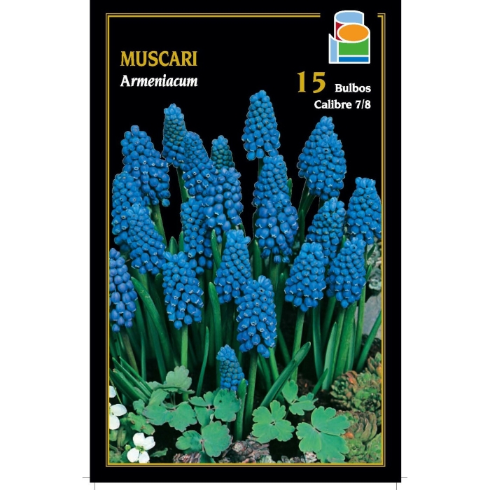 MUSCARI ARMENIACUM