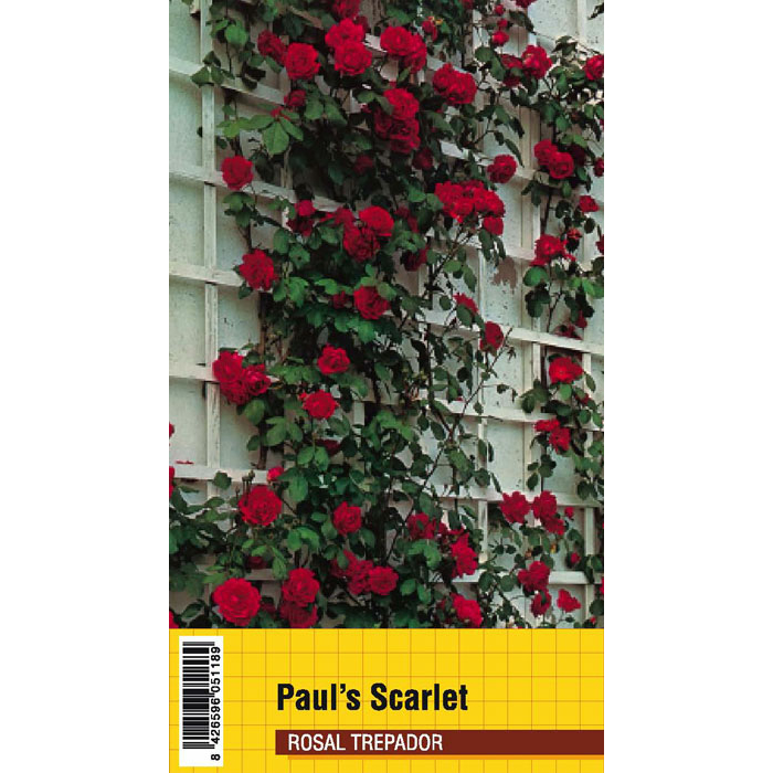 PAUL'S SCARLET