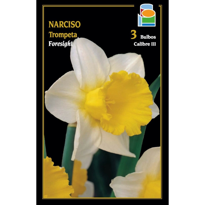 NARCISO FORESIGHT