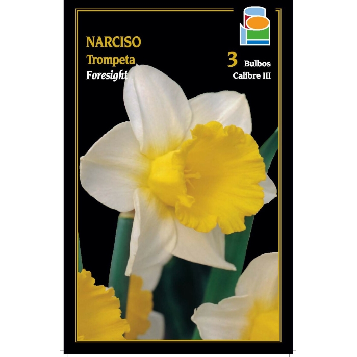 NARCISO FORESIGHT
