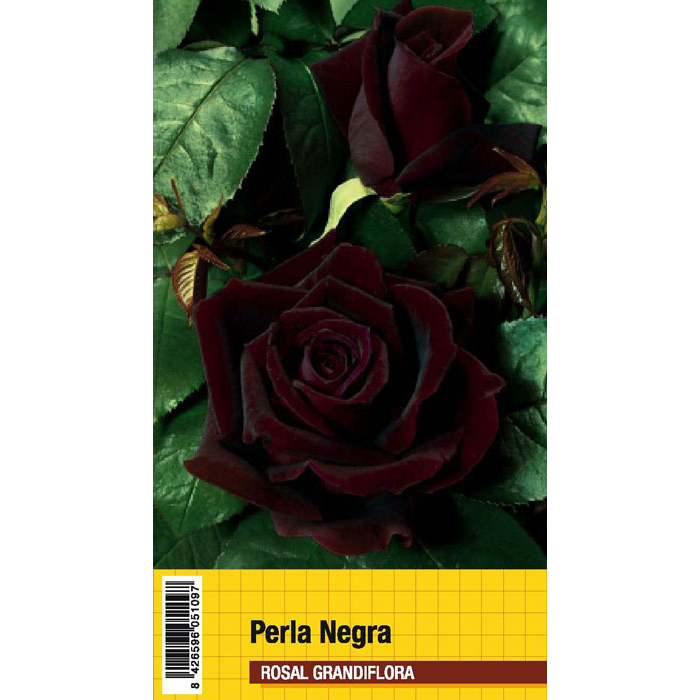 PERLA NEGRA