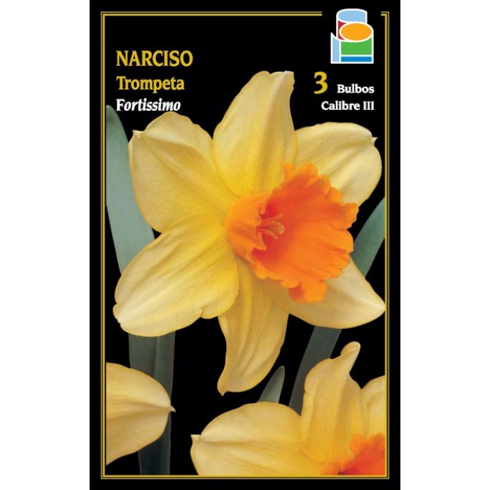 NARCISO FORTISSIMO