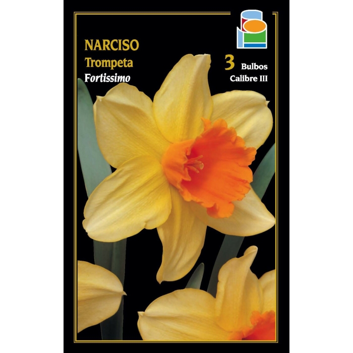NARCISO FORTISSIMO