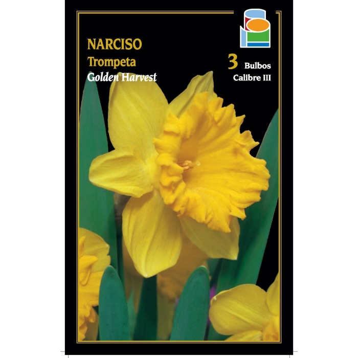 NARCISO GOLDEN HARVEST