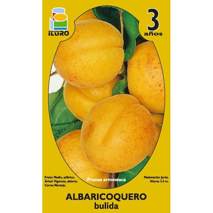 ALBARICOQUERO - BULIDA