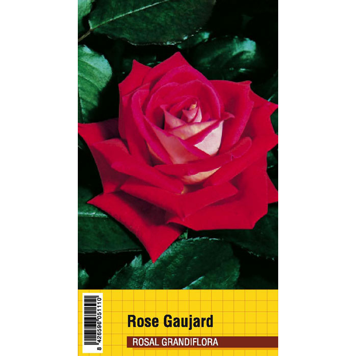 ROSE GAUJARD