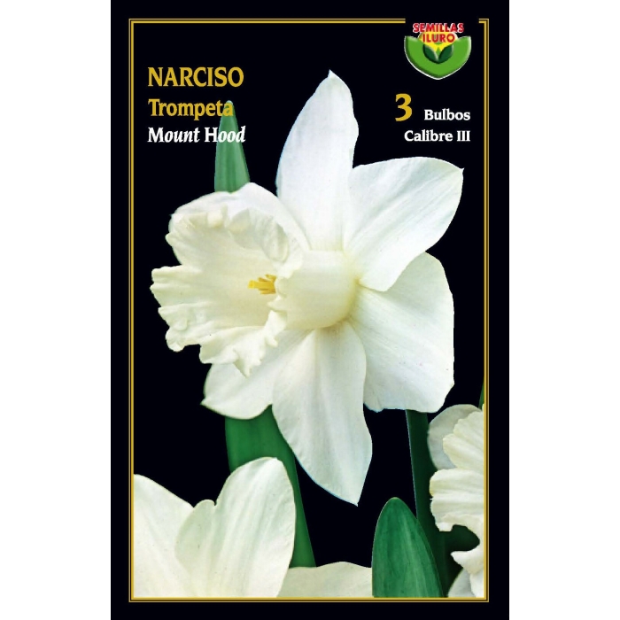 NARCISO MOUNT HOOD