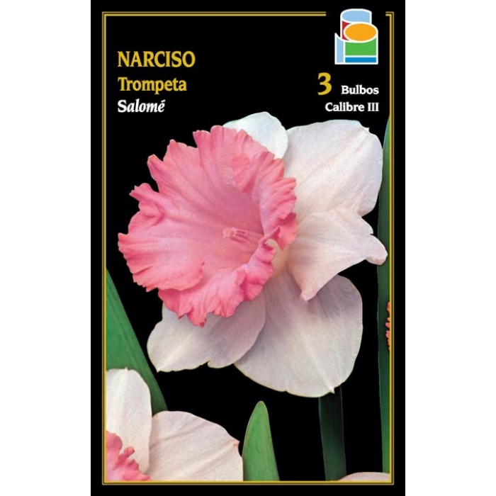 NARCISO SALOMÉ