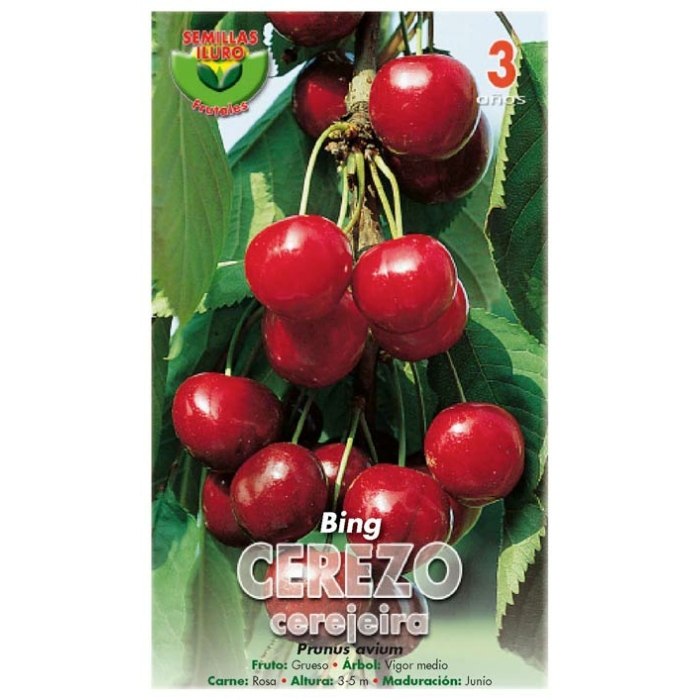 CEREZO - BING